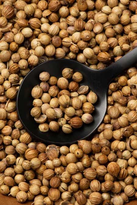 Coriander Seeds Exporter