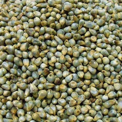 Green Millet Manufacturer