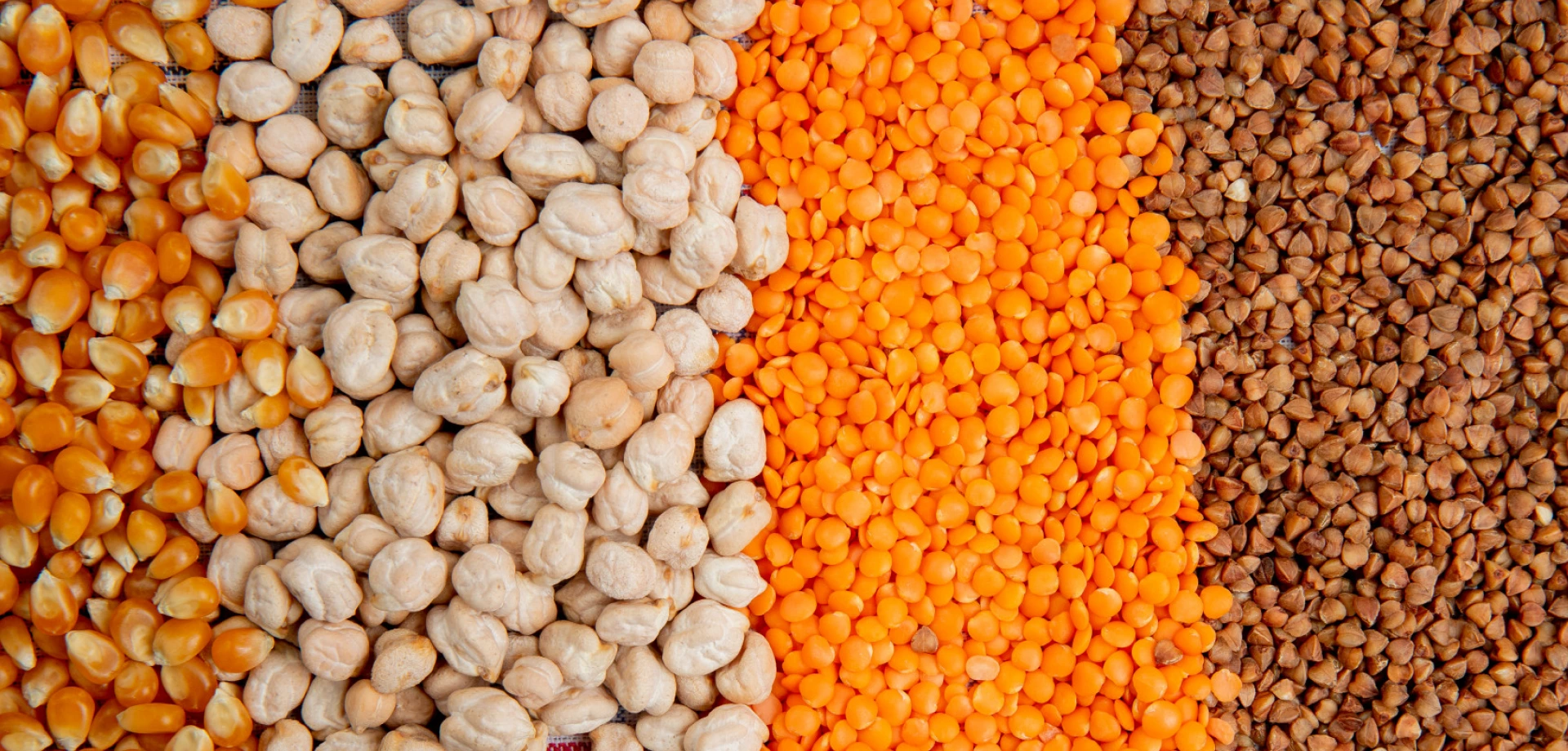 Grain and Pulses Manufacturer in India