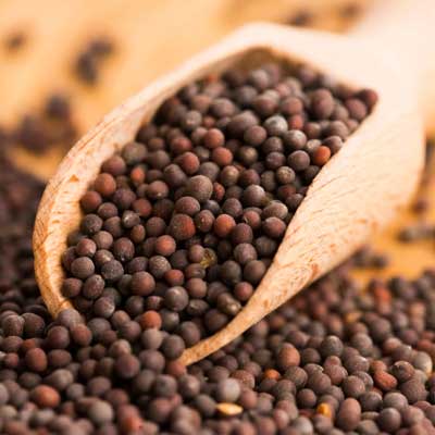 Mustard Seeds Manufacturer